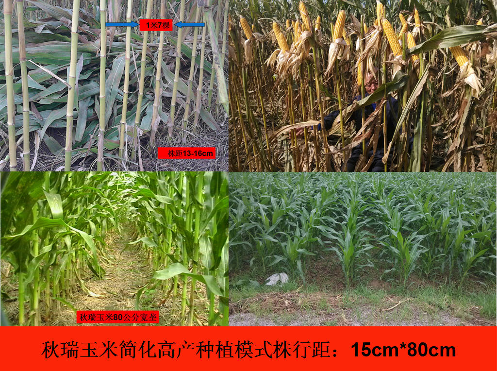 秋瑞玉米种植模式株行距表现