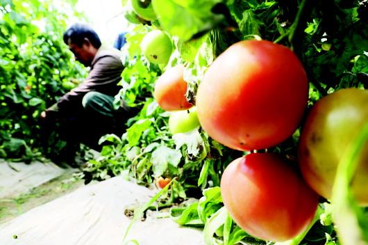 夏津县乐农有机蔬菜种植合作社基地内,工作人员在采摘、装箱发往香港的蔬菜。该基地严格遵循有机蔬菜生产标准,获得35个蔬菜品种有机认证。□记者　张海峰　王世翔　通讯员　董玉龙　报道